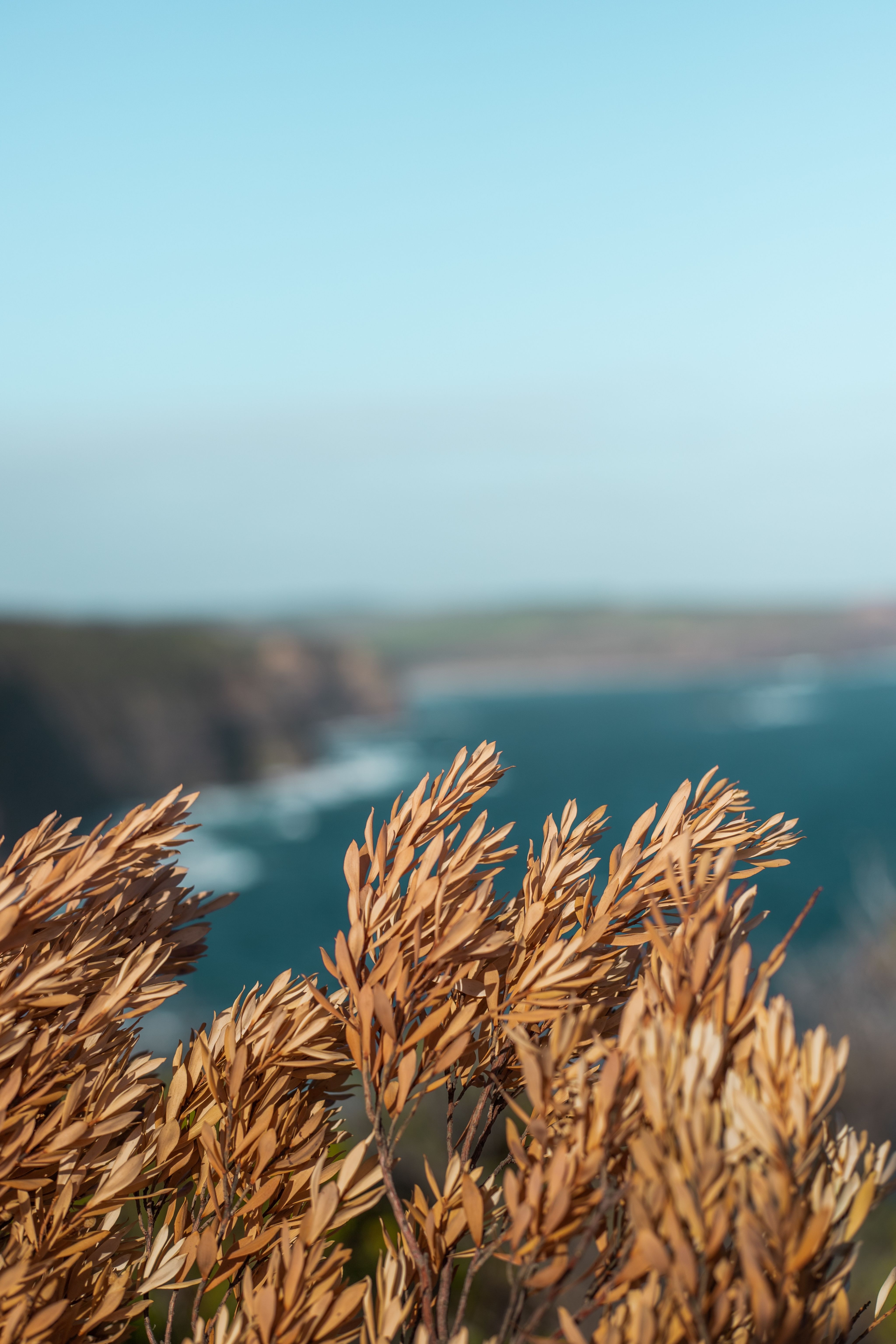 brown wheat near body of water during daytime